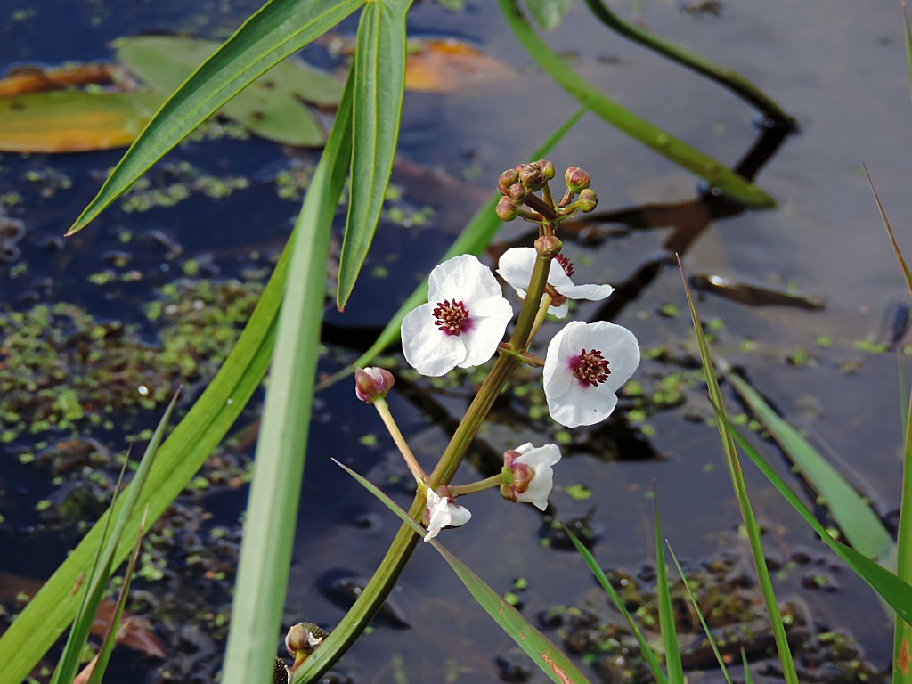 Pijlkruid [10517] 06-jul-2014 (Regge, Schuilenburg).JPG - Pijlkruid [Sagittaria sagittifolia]